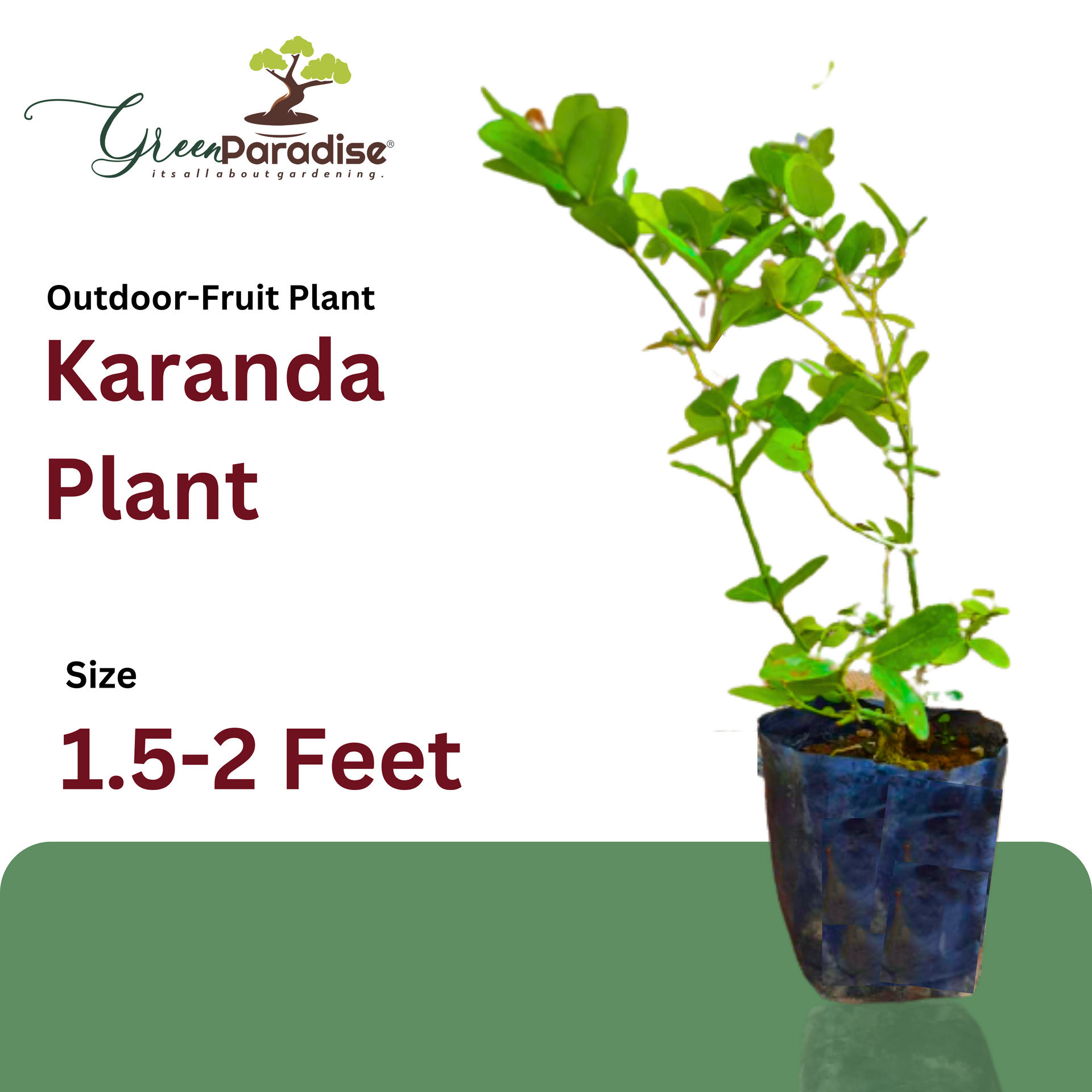 Karanda Live Plant karavda karamda fruits live plant