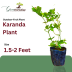 Karanda Live Plant karavda karamda fruits live plant
