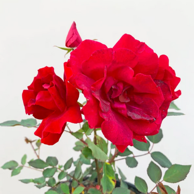 Live Red Fragrant Kashmiri Valentine Rose Plant Bunch Roses plant