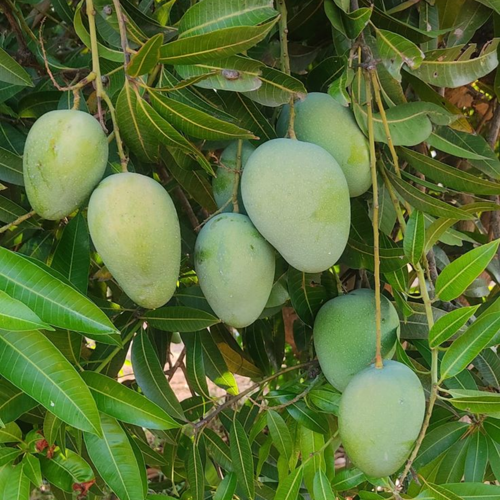 Exclusive original Kesar Mango Live Plant- Green Paradise Live