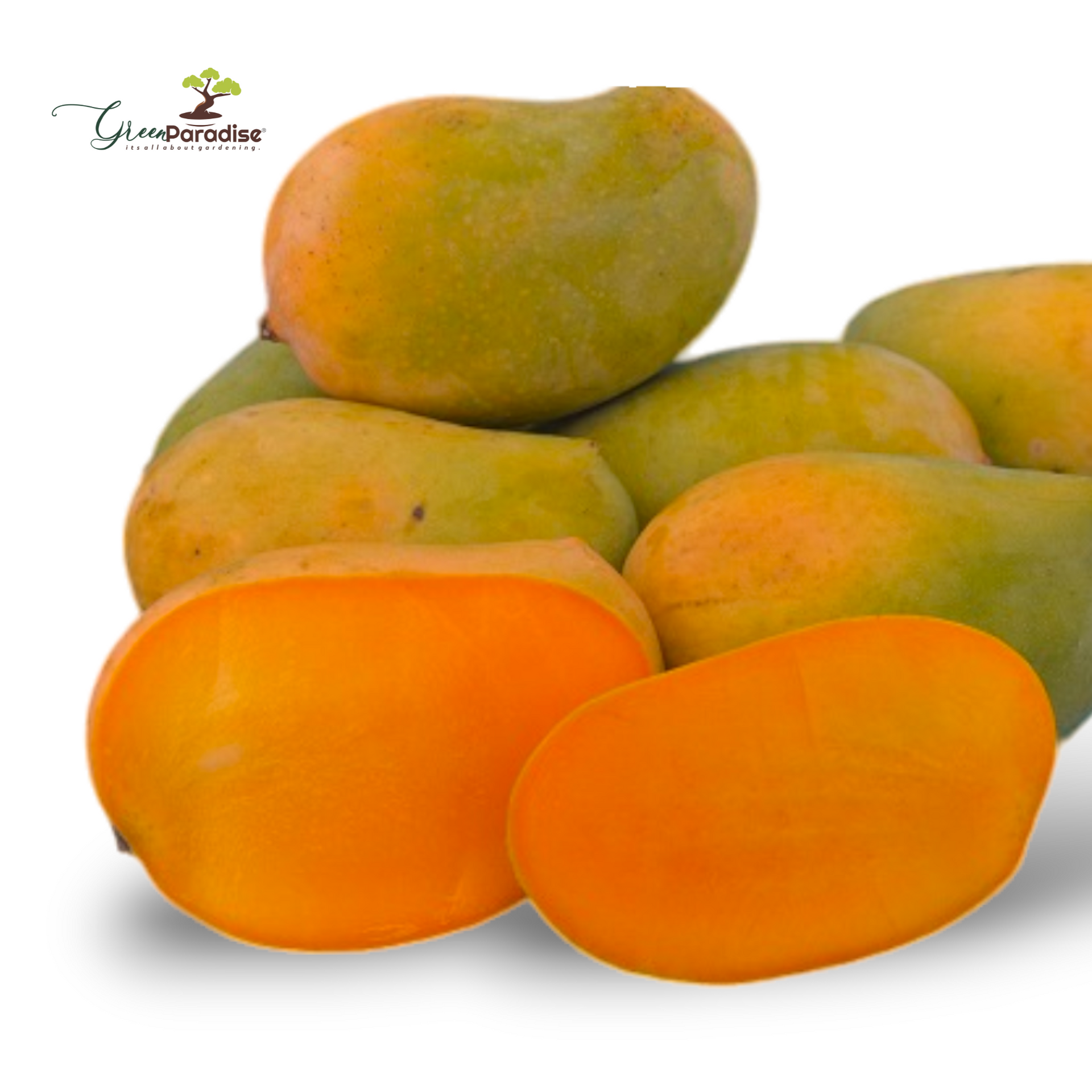 Exclusive original Kesar Mango Live Plant- Green Paradise Live