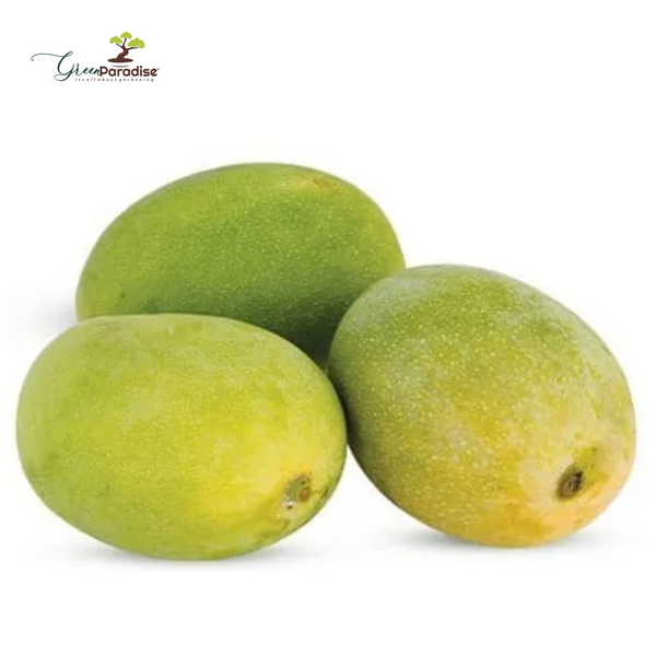 Exclusive Rajapuri Mango Plant Grafted Plant