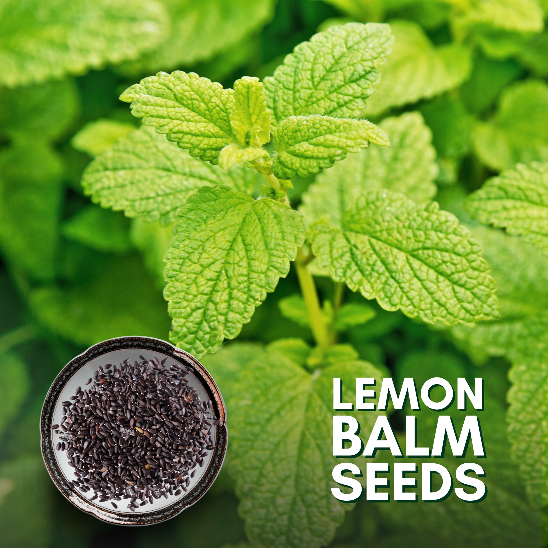 Green Paradise® Lemon Balm (Herbs) Seeds Pack