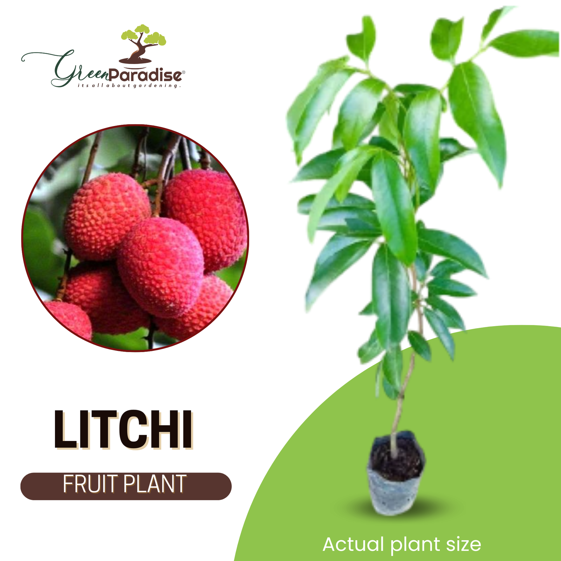 bonsai litchi tree live litchi Plant Suitable For bonsai – GreenParadiseLive
