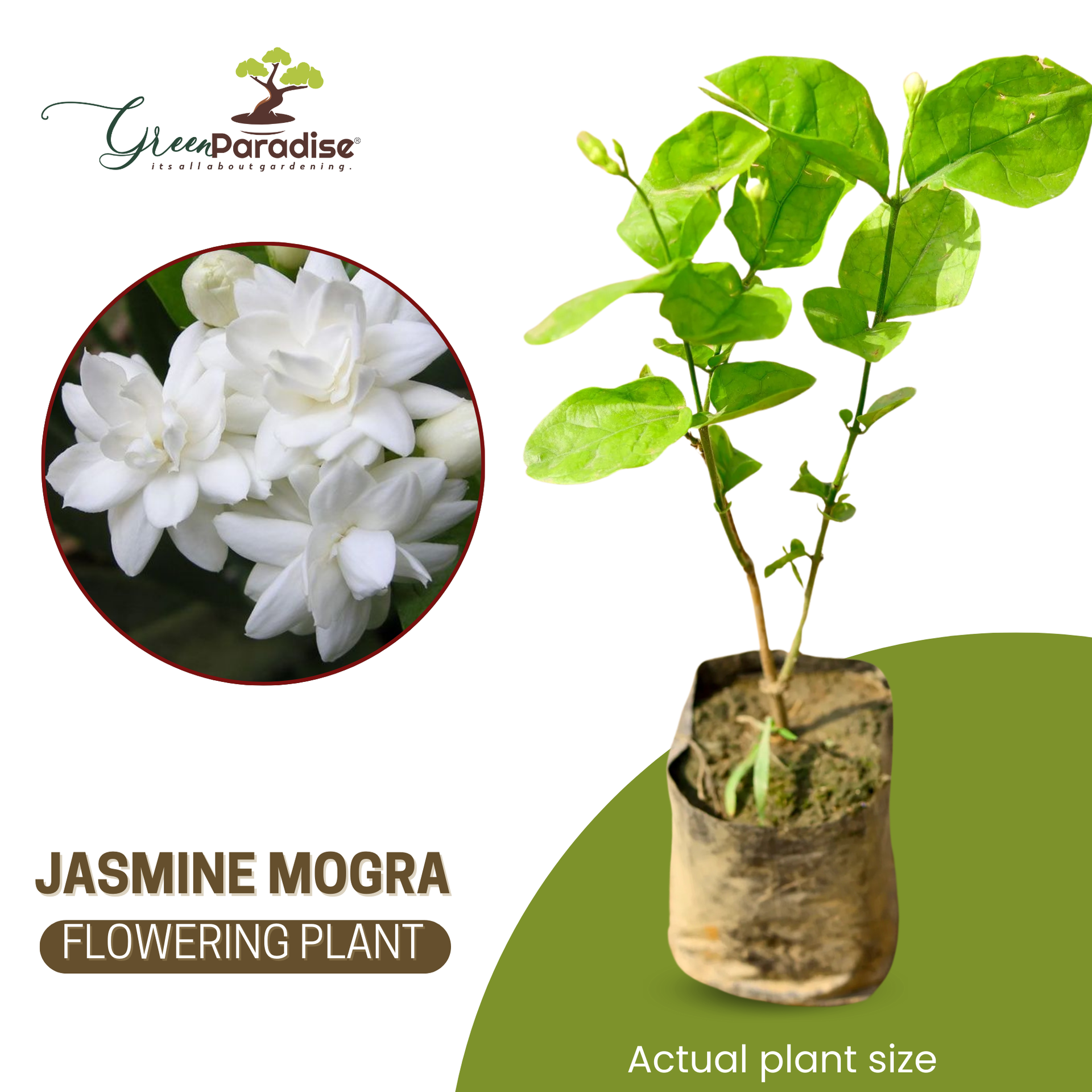 Green Paradise Live-Jasmine Mogra live Plant