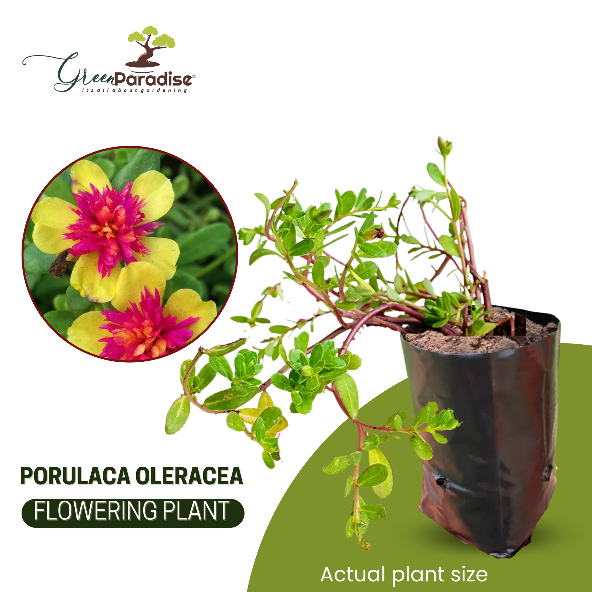 Portulaca oleracea New ColorBlast Double Yellow petals with pink center Lovely Live Plant