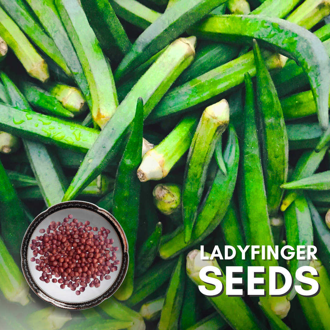 Green Paradise® Ladyfinger (Bhindi) Seeds Pack