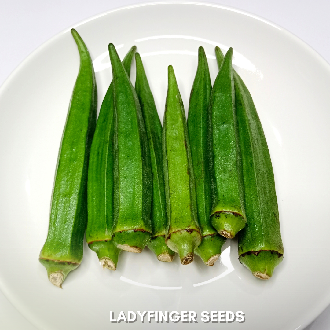 Green Paradise® Ladyfinger (Bhindi) Seeds Pack