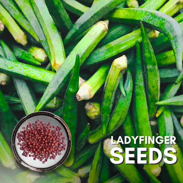 Green Paradise® Ladyfinger (Bhindi) Seeds Pack