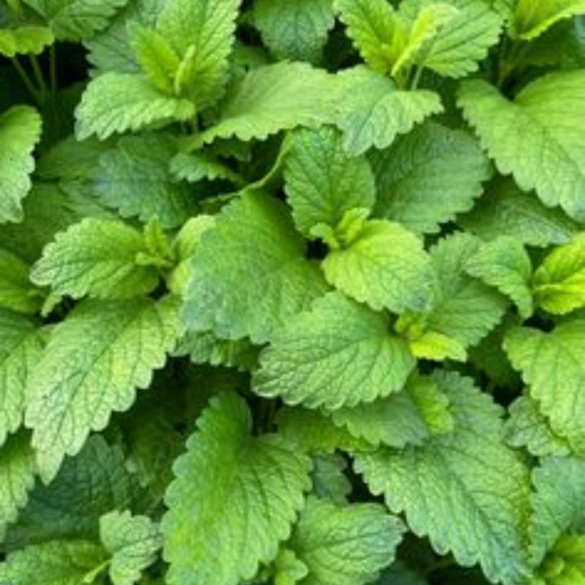 Lemon Balm Plant