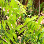 Neem Tree Live Plant