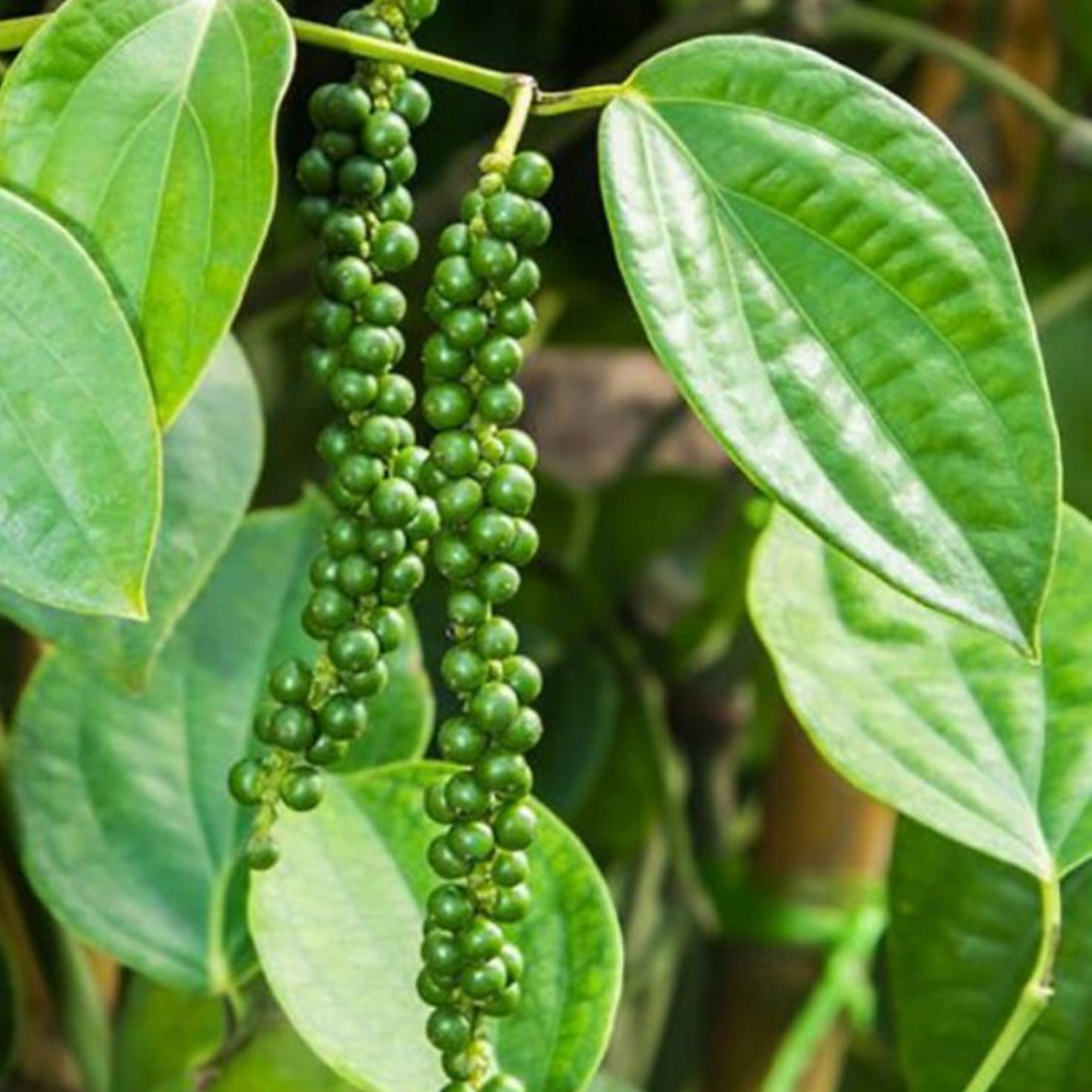 Black pepper Piper nigrum plant