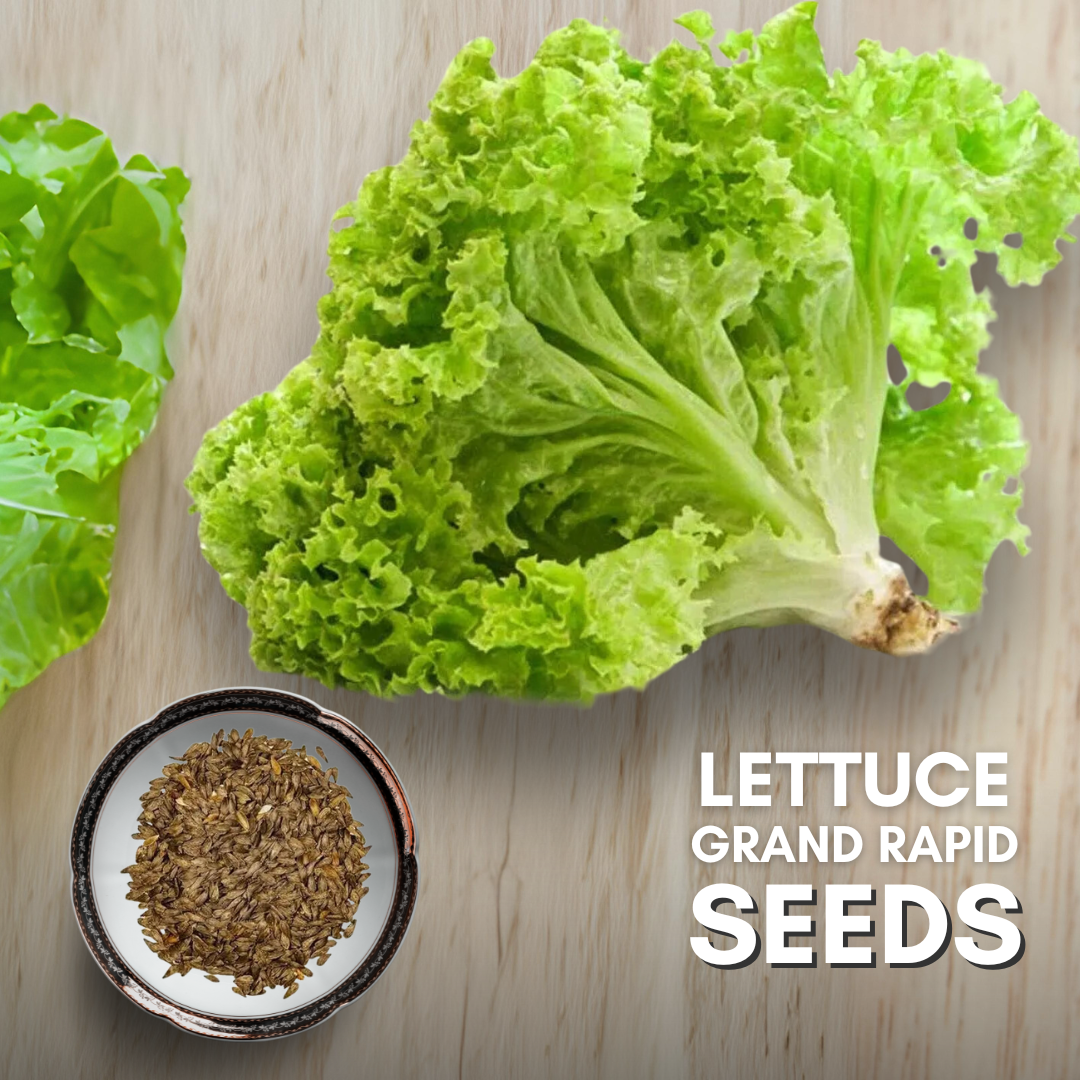 Green Paradise® Lettuce Green Rapid Seeds Pack