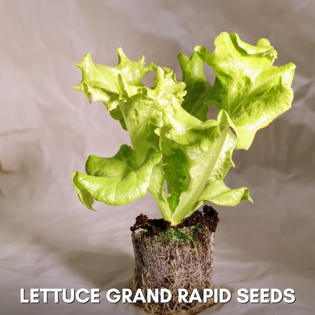 Green Paradise® Lettuce Green Rapid Seeds Pack