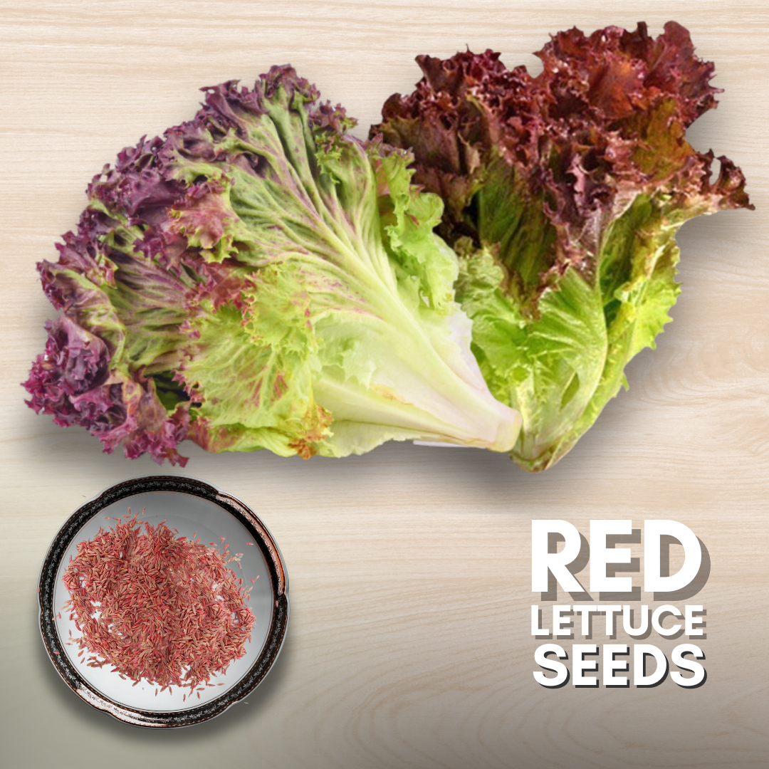 Green Paradise® Lettuce Red F1 Hybrid Seeds Pack