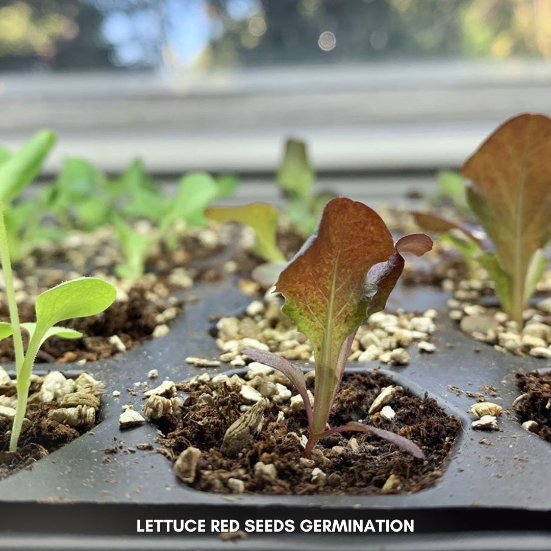 Green Paradise® Lettuce Red F1 Hybrid Seeds Pack