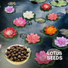 Green Paradise® Lotus (Improved) Seeds Pack