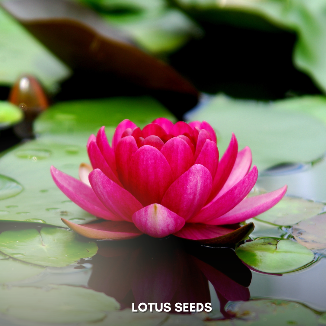 Green Paradise® Lotus (Improved) Seeds Pack