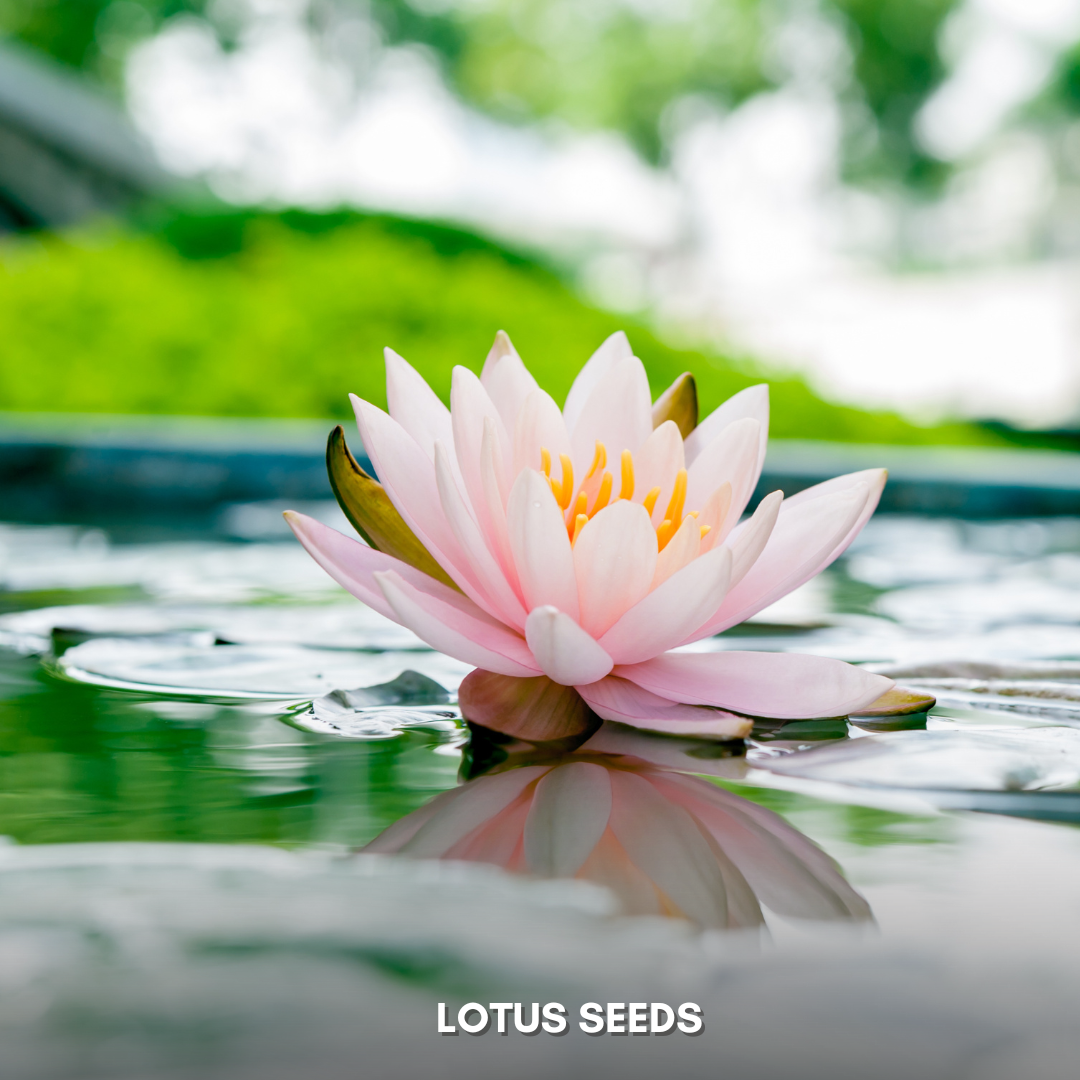 Green Paradise® Lotus (Improved) Seeds Pack