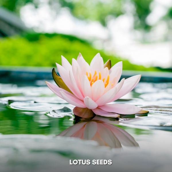 Green Paradise® Lotus (Improved) Seeds Pack