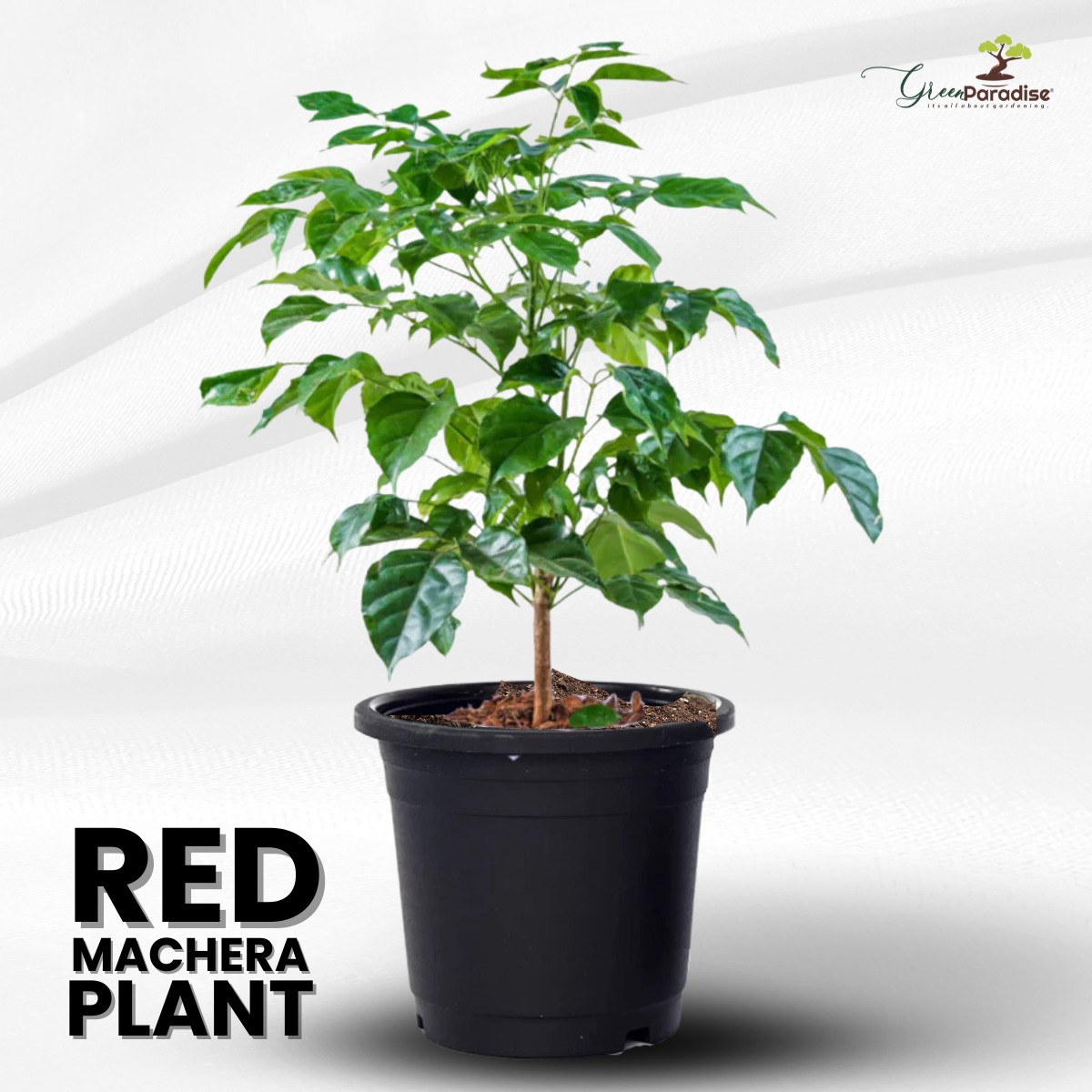 Green Paradise® Red Machera Plant