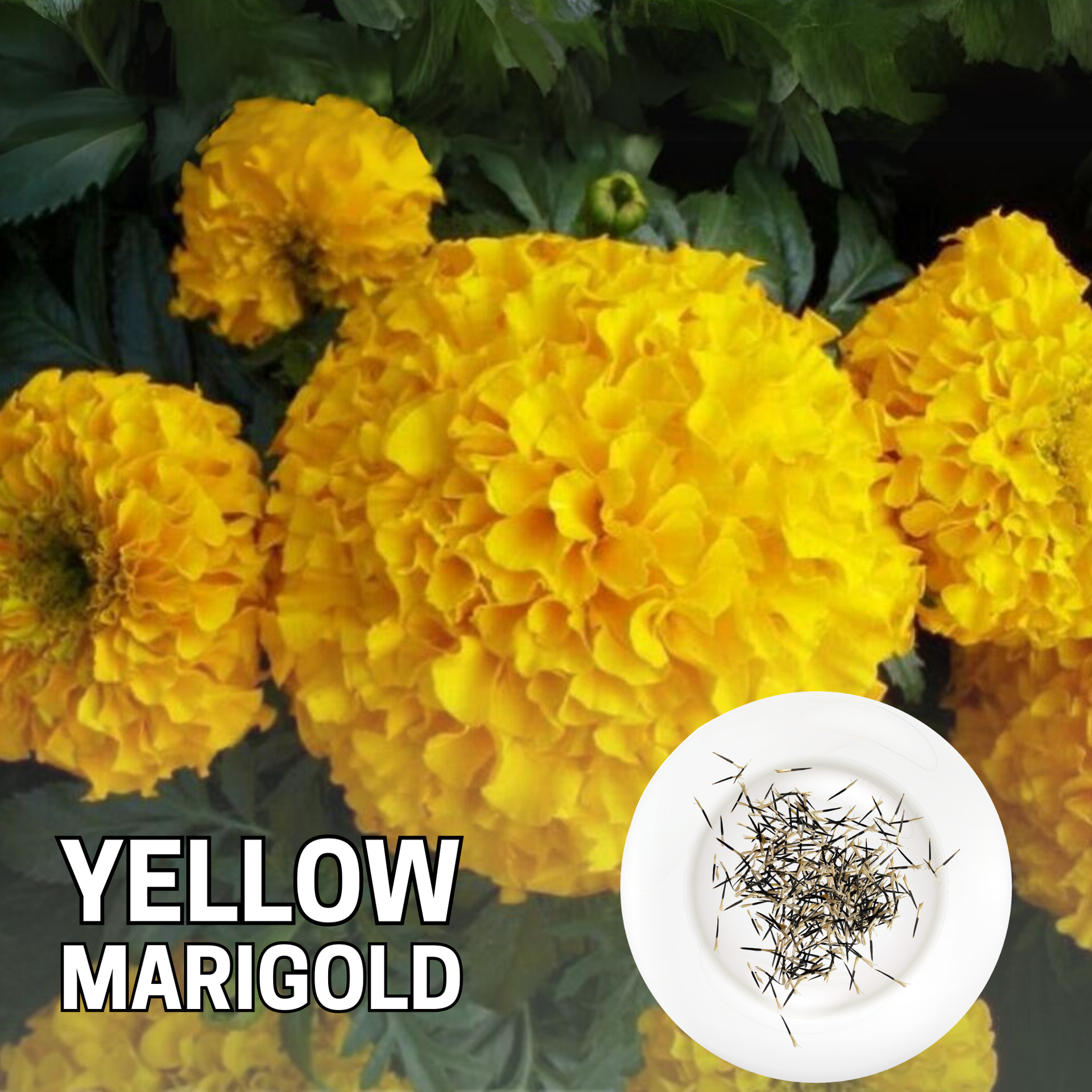 Green Paradise® Marigold Yellow Flower F1 Hybrid Seeds Pack