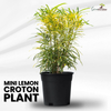 Mini Lemon Croton Live Plant