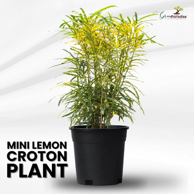 Mini Lemon Croton Live Plant