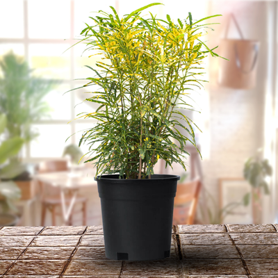 Mini Lemon Croton Live Plant