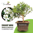 Bonsai Mini Murraya paniculata dwarf plant madhukamini bonsai amazing mame bonsai with pot