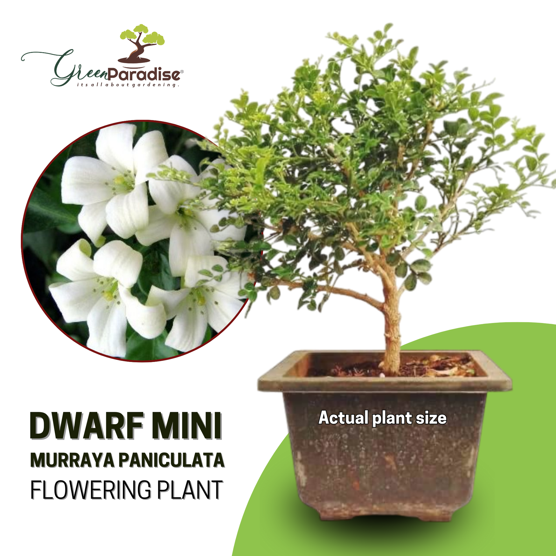 Bonsai Mini Murraya paniculata dwarf plant madhukamini bonsai amazing mame bonsai with pot