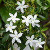 Mini tagar (chinese crepe jasmine) live plant