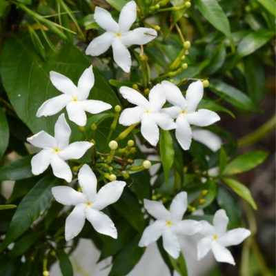 Mini tagar (chinese crepe jasmine) live plant
