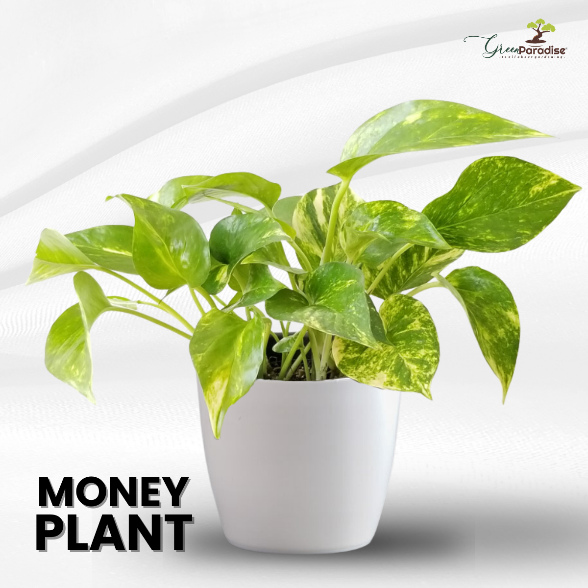 Money Plant Live Plant with Pot