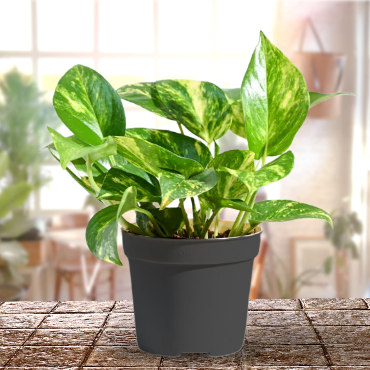 Variegted Money Plant Air Purifying Goodluck Plant for Indoor