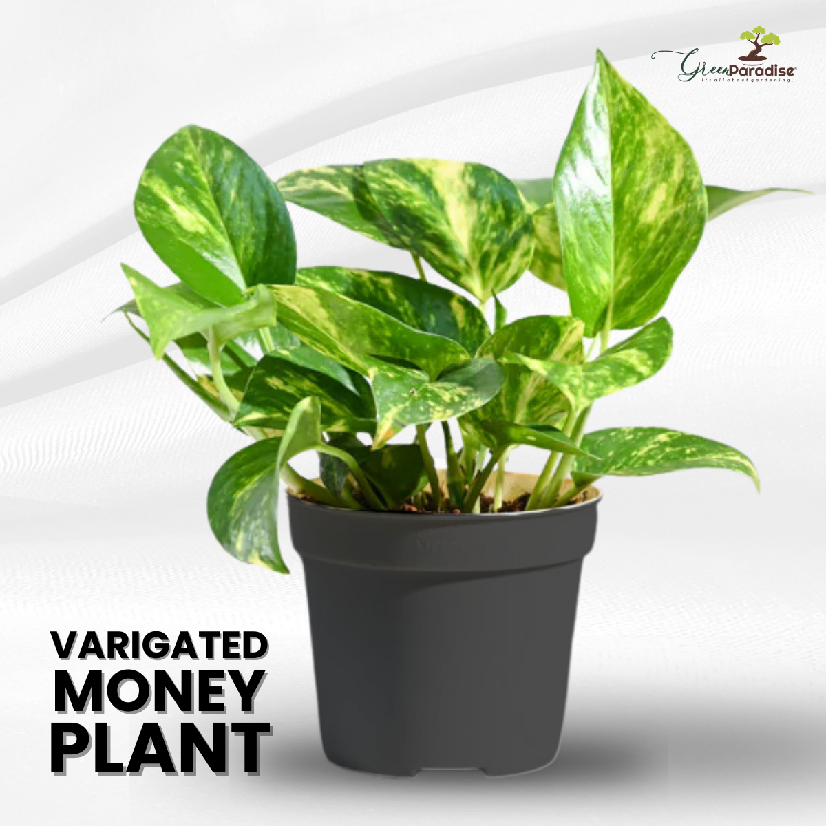 Variegted Money Plant Air Purifying Goodluck Plant for Indoor