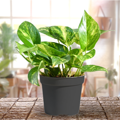 Variegted Money Plant Air Purifying Goodluck Plant for Indoor