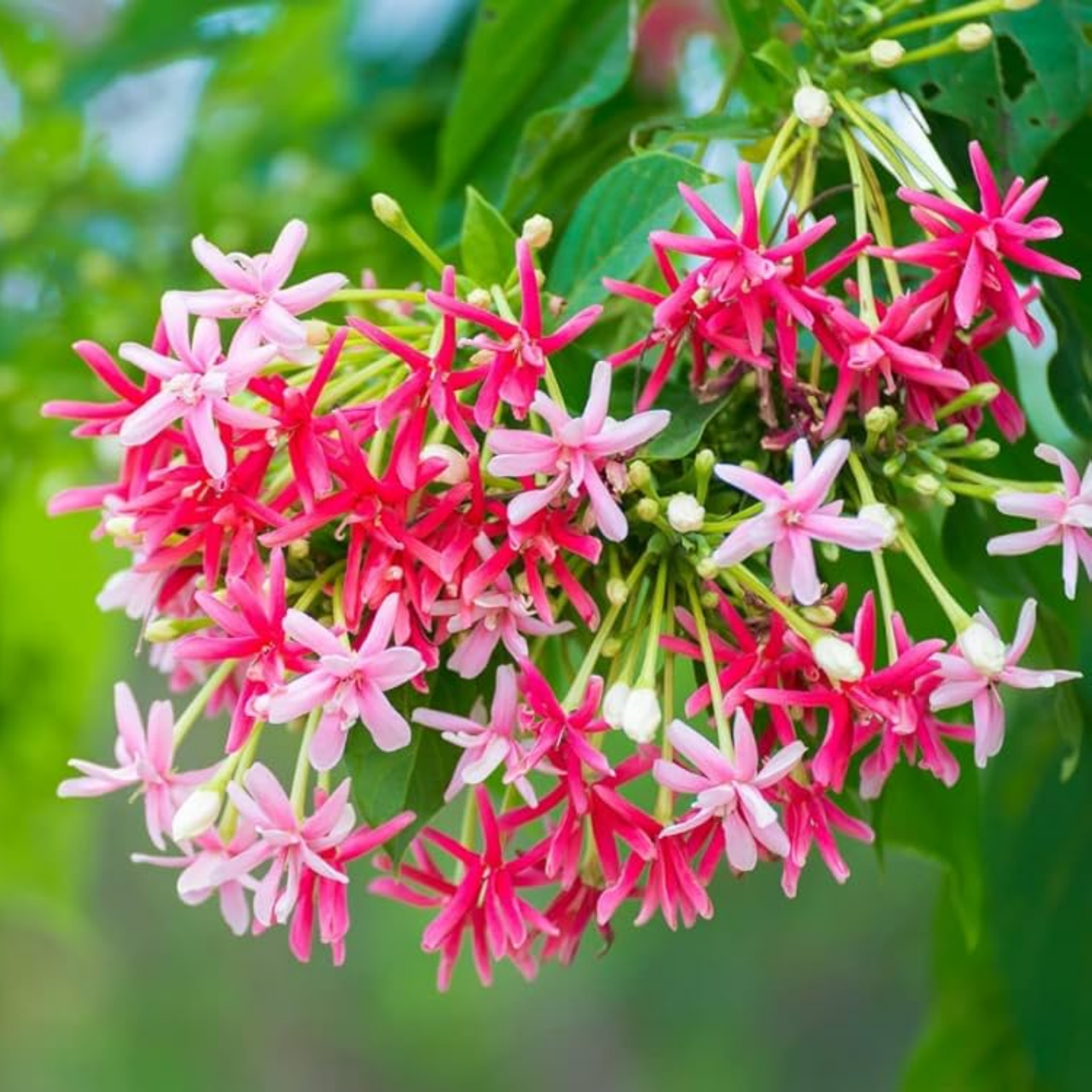 Madhumalati Rangoon Creeper Double Petal Plant