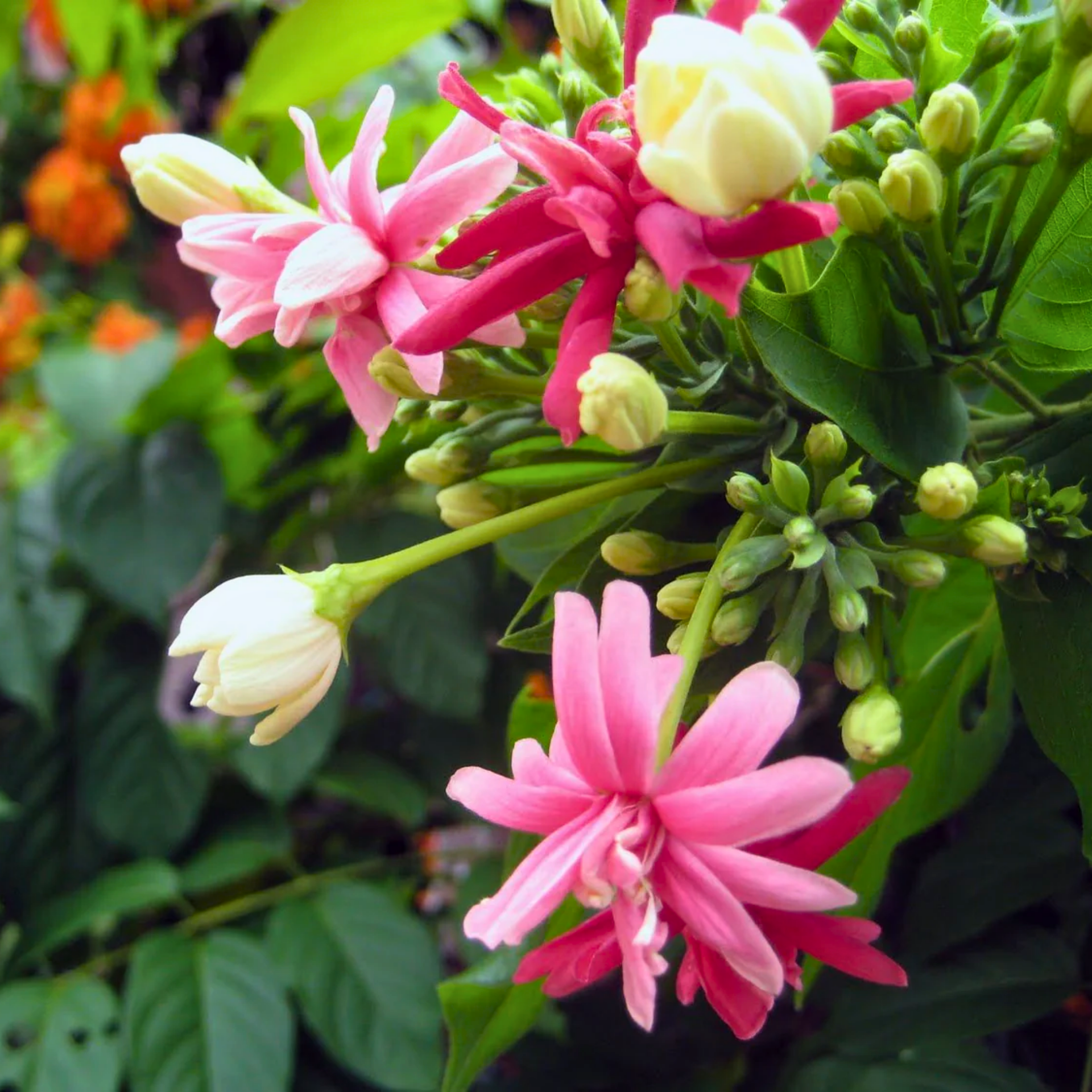 Madhumalati Rangoon Creeper Double Petal Plant