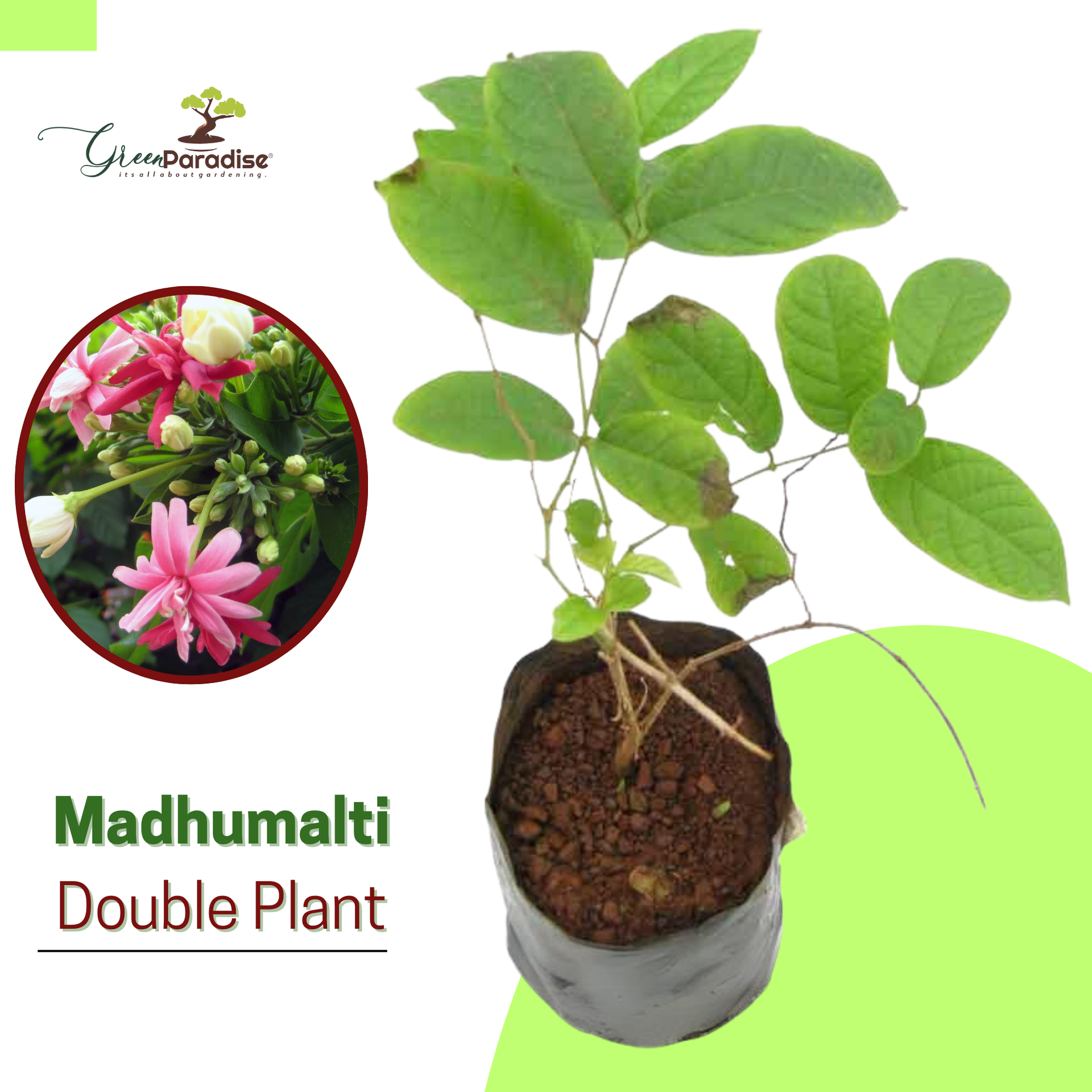 Madhumalati Rangoon Creeper Double Petal Plant