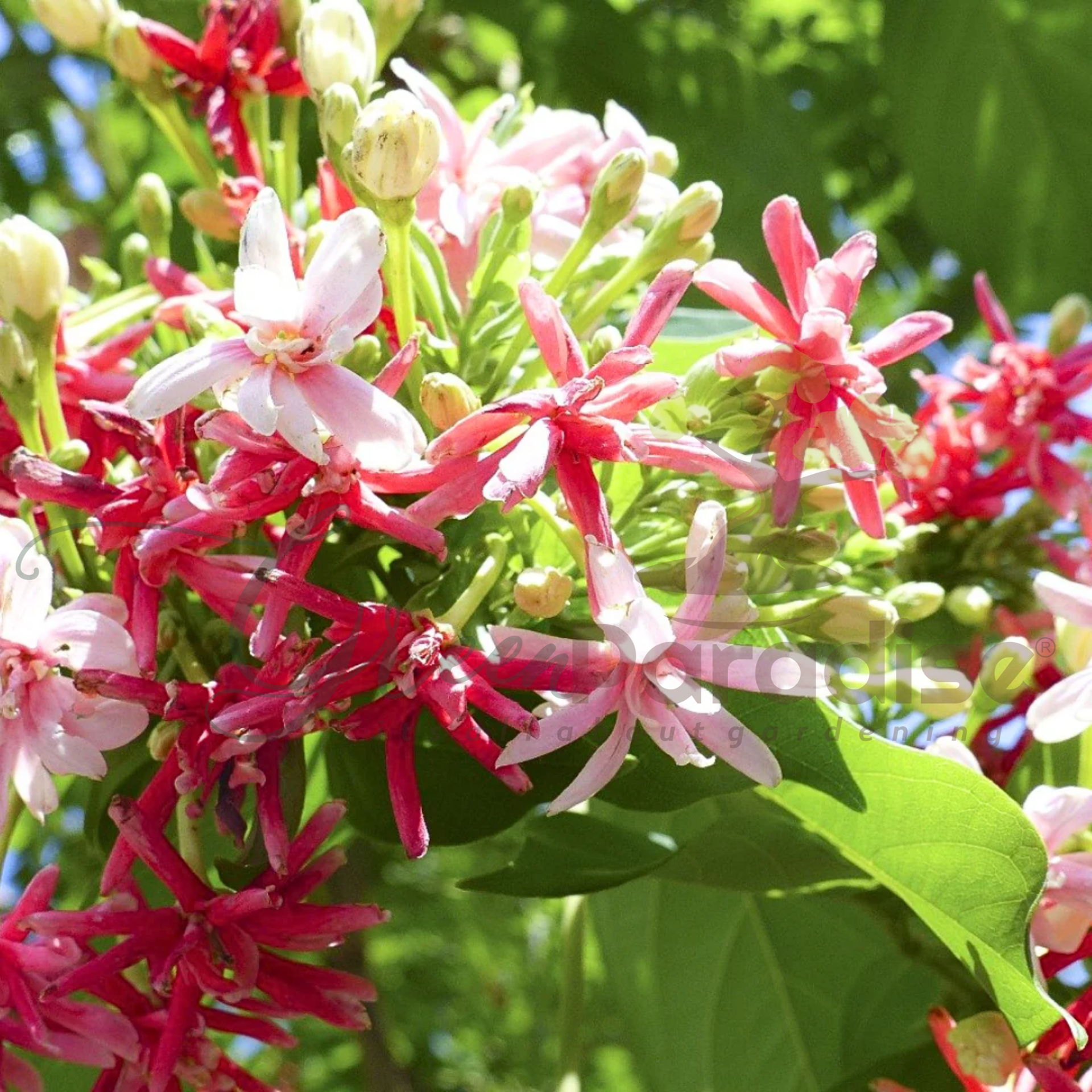 Madhumalati Rangoon Creeper Double Petal Plant