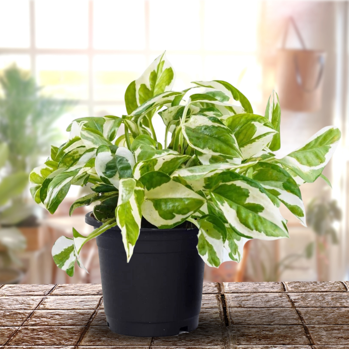 Money Plant Marble Live Plant