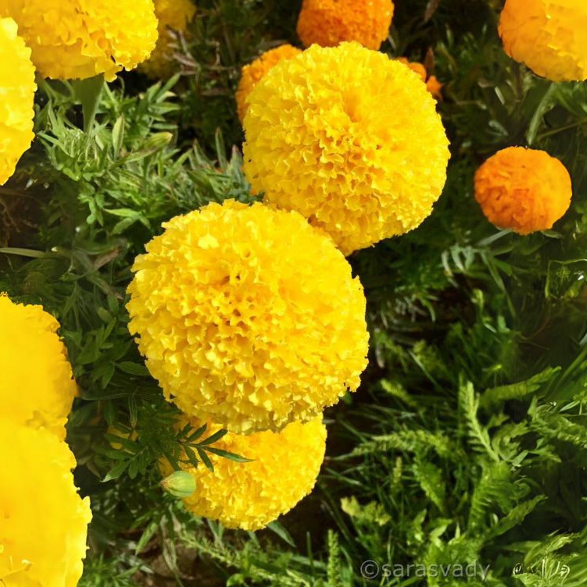 Green Paradise® Marigold Yellow Flower F1 Hybrid Seeds Pack