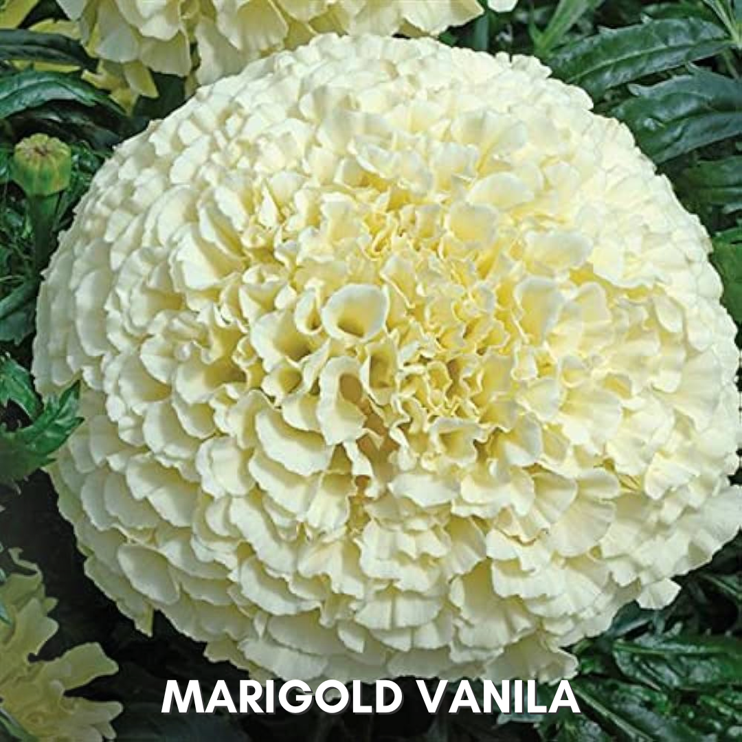 Green Paradise® Marigold Vanilla Hybrid Seeds Pack