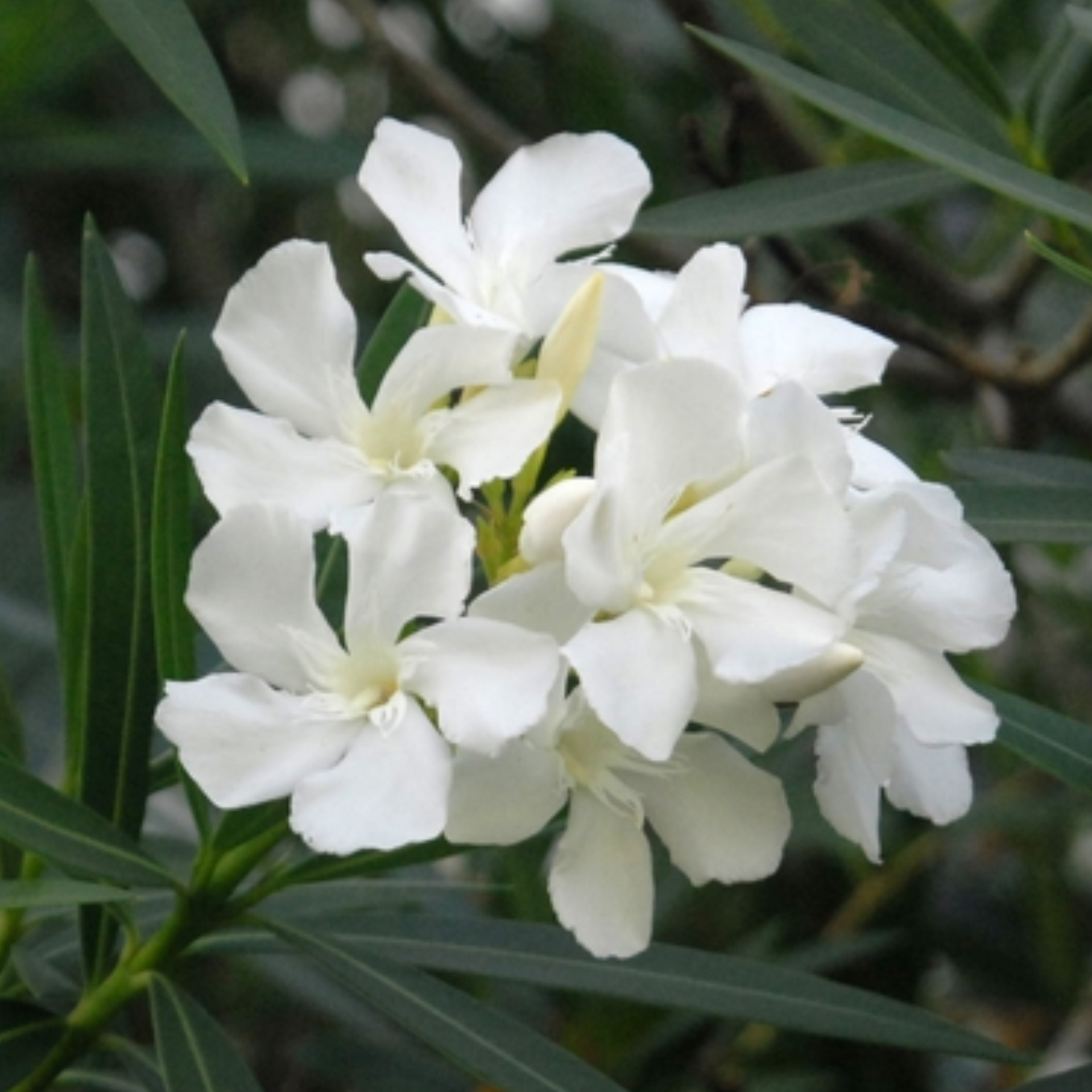 White Kaner Plant