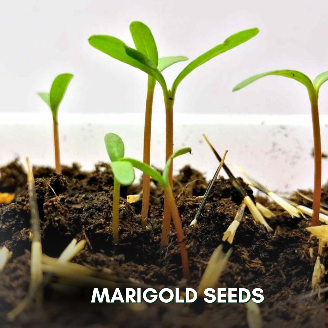 Green Paradise® Marigold Flower Seeds Pack