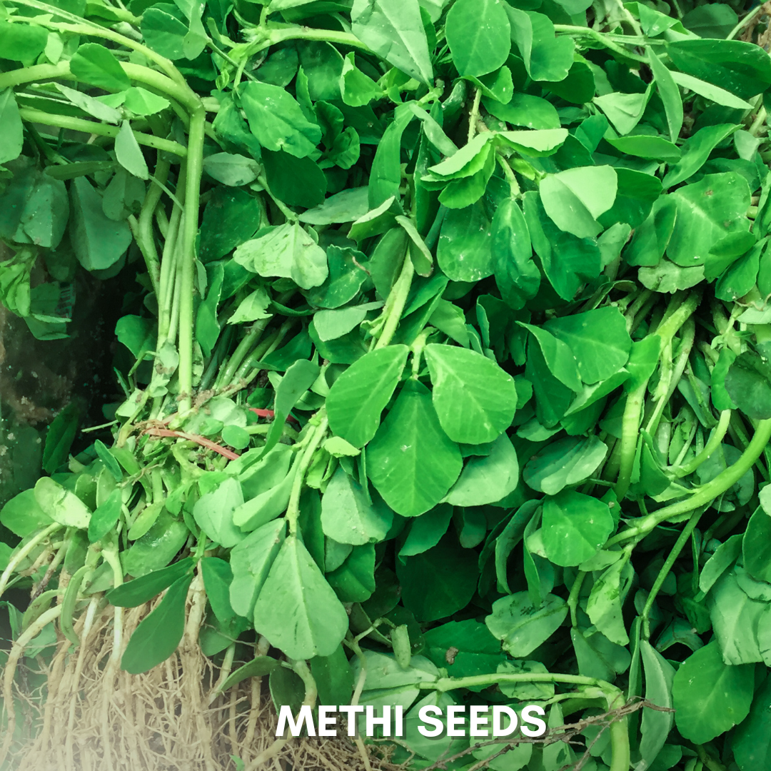 Green Paradise® Methi Seeds Pack