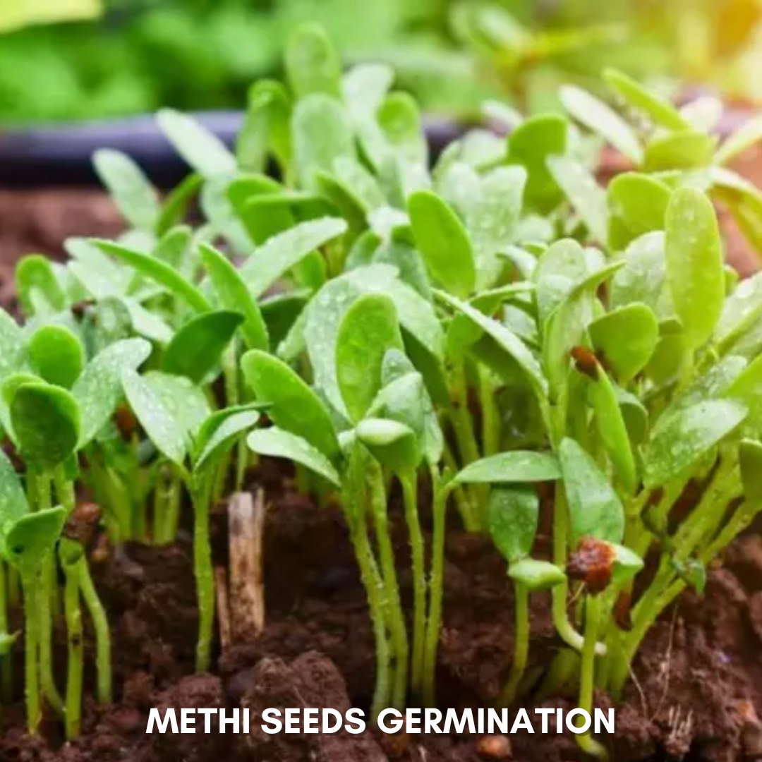 Green Paradise® Methi Seeds Pack