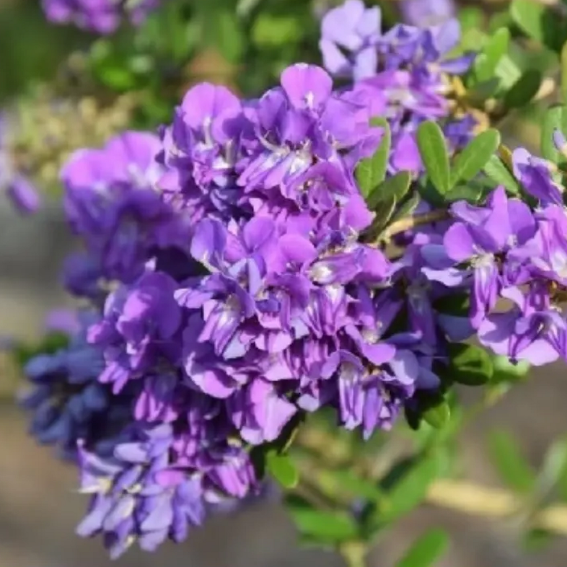 DESMODIUM MIni Blue  Braya Sapling Plant