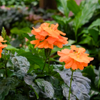 Green Paradise crossandra Plant Aboli Plant live sapling Plant
